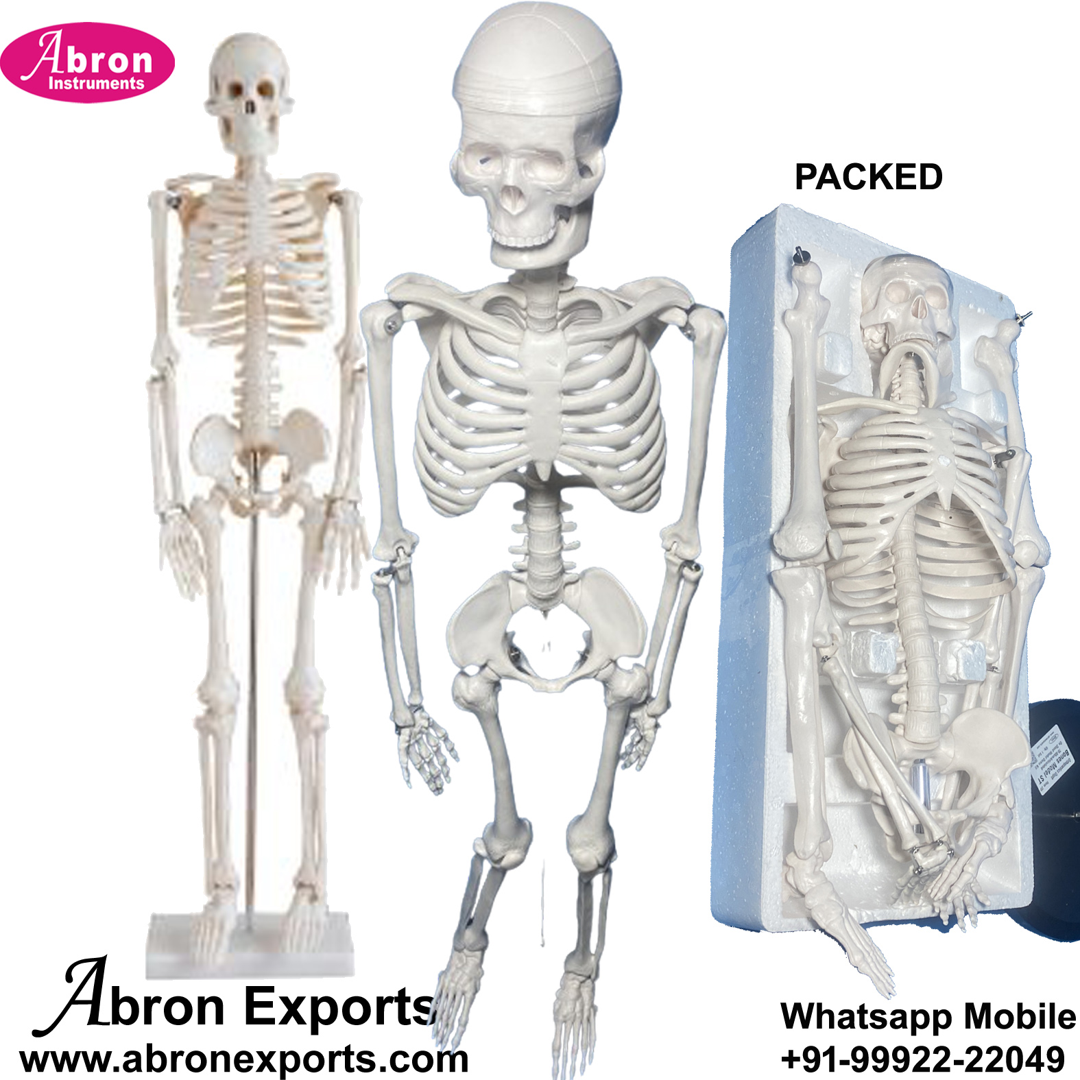 Model Human Skeleton Articulated With Stand 80cm Orthopaedic Nursing Pharmacy College Packing Abron